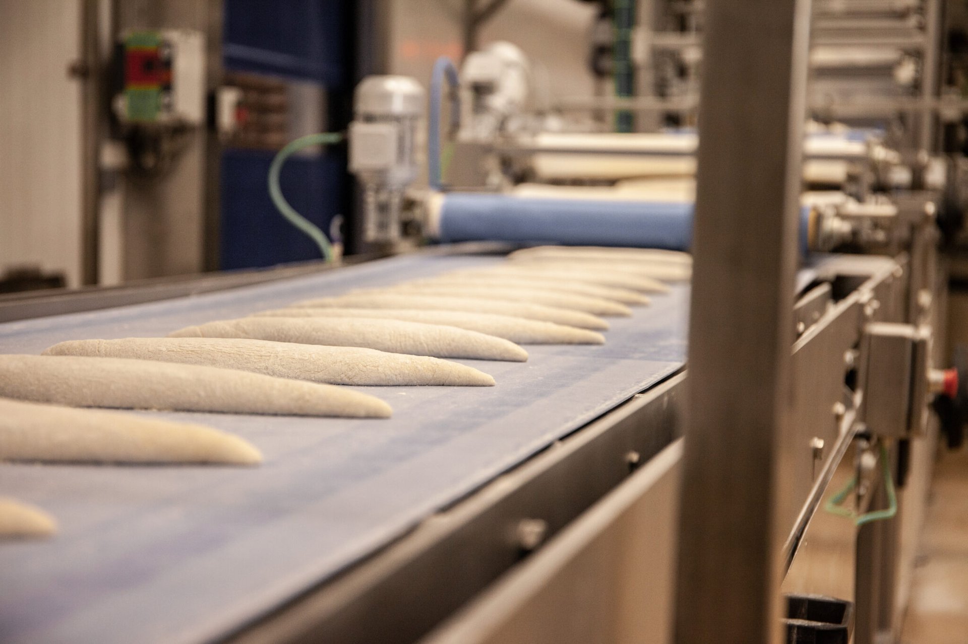 Dough pieces conveyed on a food-grade blue belt in a bakery production line