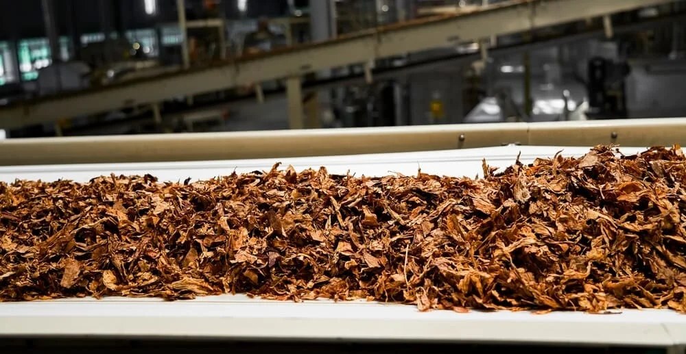 Cut tobacco leaves conveyed on a belt through the primary processing line